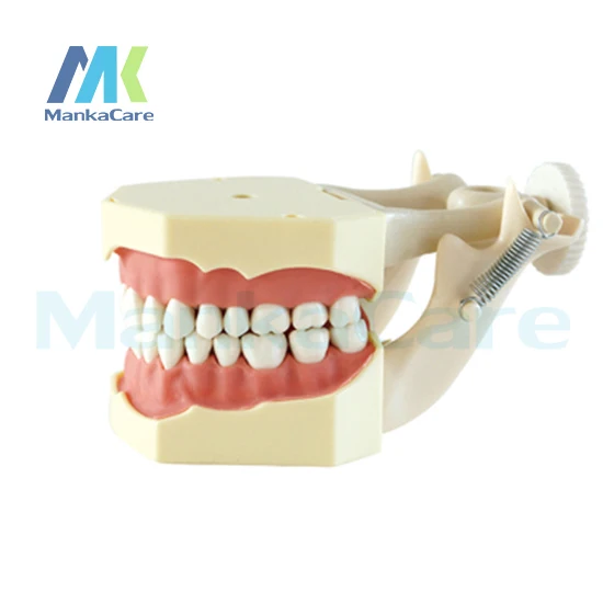 Manka Care - SF Type Study Model/32 pcs Tooth/Soft Gum/Screw fixed/ DP Articulator Oral Model Teeth Tooth Model