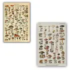 Растительные грибы, идентификация, справочная диаграмма, иллюстрация, Настенный декор, 12x18 