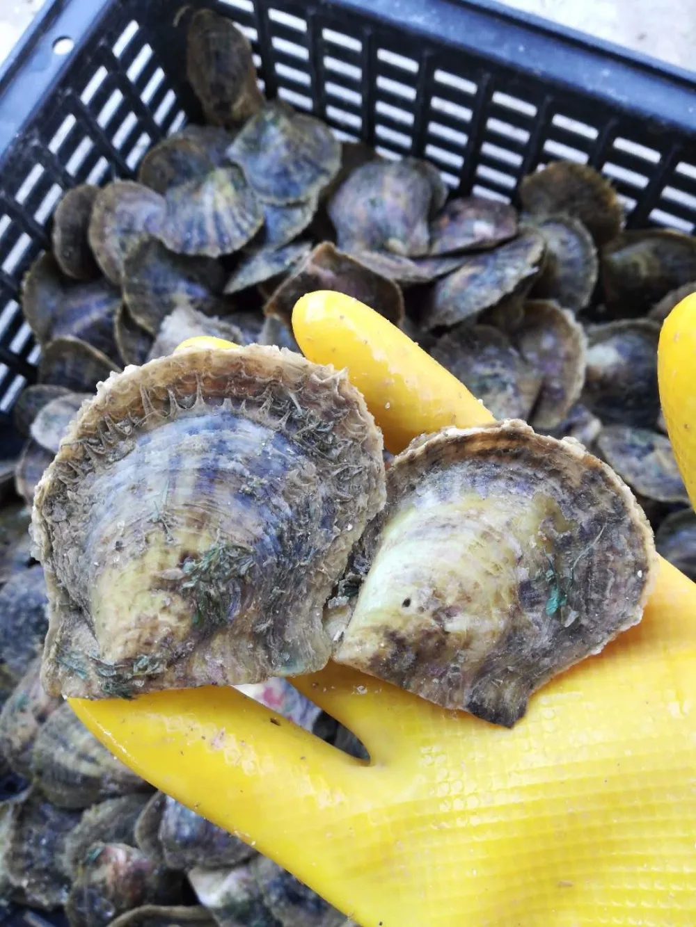 ААА класс вакуумной упаковки Oysters Akoya темно красный корпус жемчуг Oyster рисовый