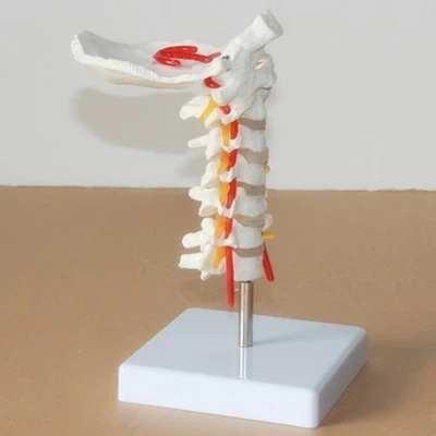 

Cervical vertebra model Cervical spine with neck artery occipital bone disc and nerve model human skeleton anatomical model