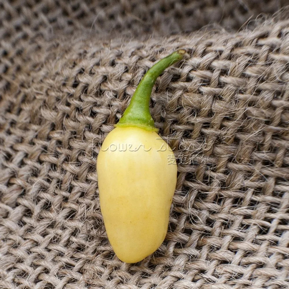 Редко 20 перуанский белый перец habanero огород декоративные семена Бесплатная