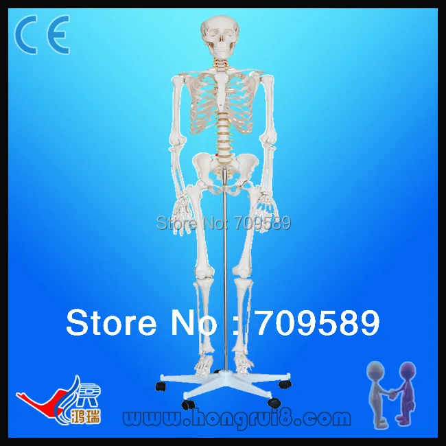 Высококачественный медицинский скелет человека стандарта ISO 180 см|human skeleton