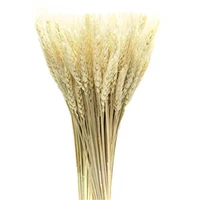 50pcslot real wheat ear flower natural dried flowers for wedding party decoration wheat bouquet