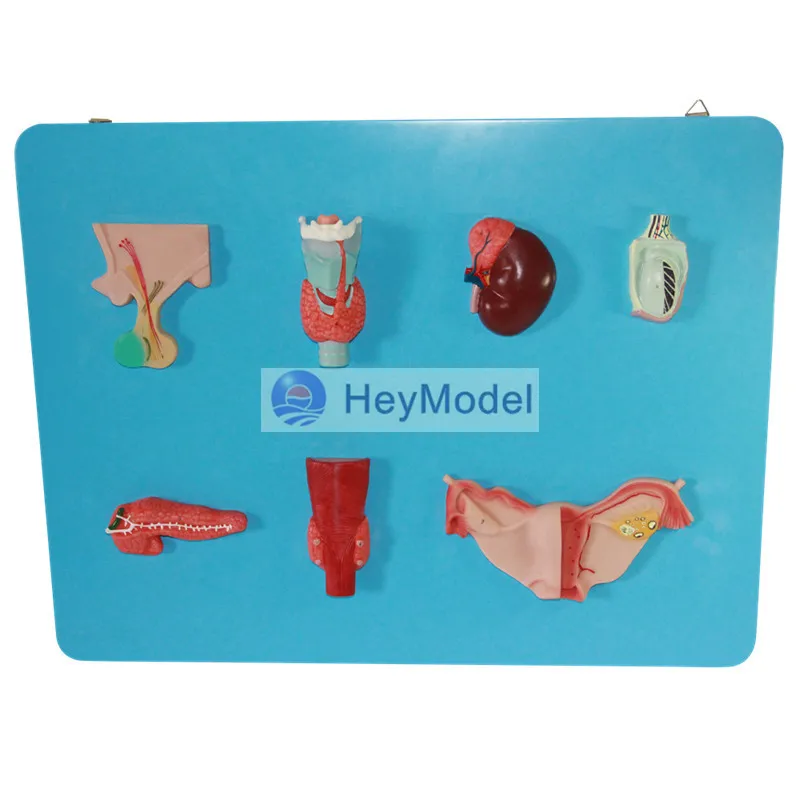 Модель человеческого эндокринного органа HeyModel | Канцтовары для офиса и дома