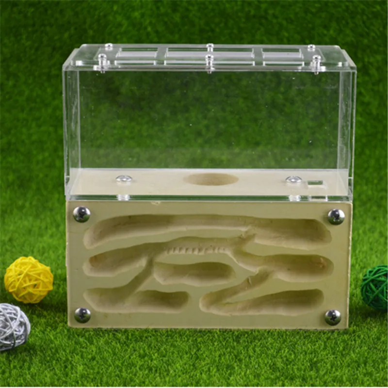 Formicarium разработан с муравьями в виду этого прочного гипса и акрилового гнезда