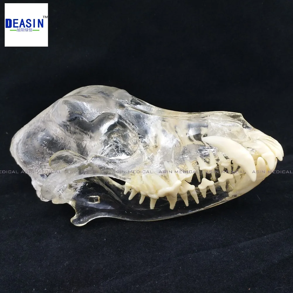 Собака Dentition модели зубы собаки Череп кости челюсти прозрачный раствор строгания преподавания ветеринарной животных модель образцов