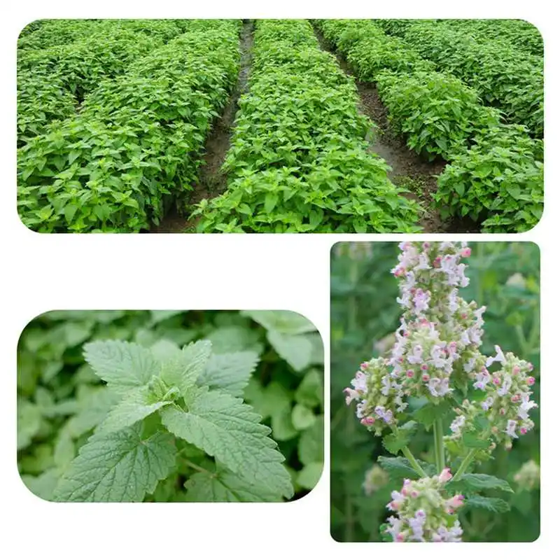 100% натуральный органический здоровое пищевое для кошачья мята безопасный