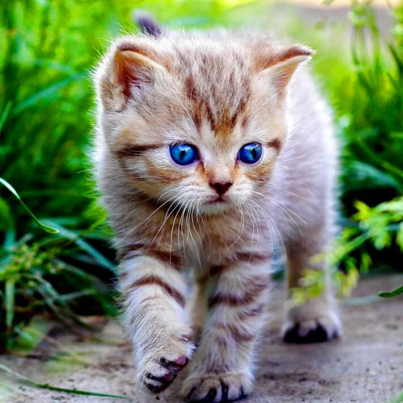 Алмазная живопись сделай сам вышивка крестиком с изображением кошки полная