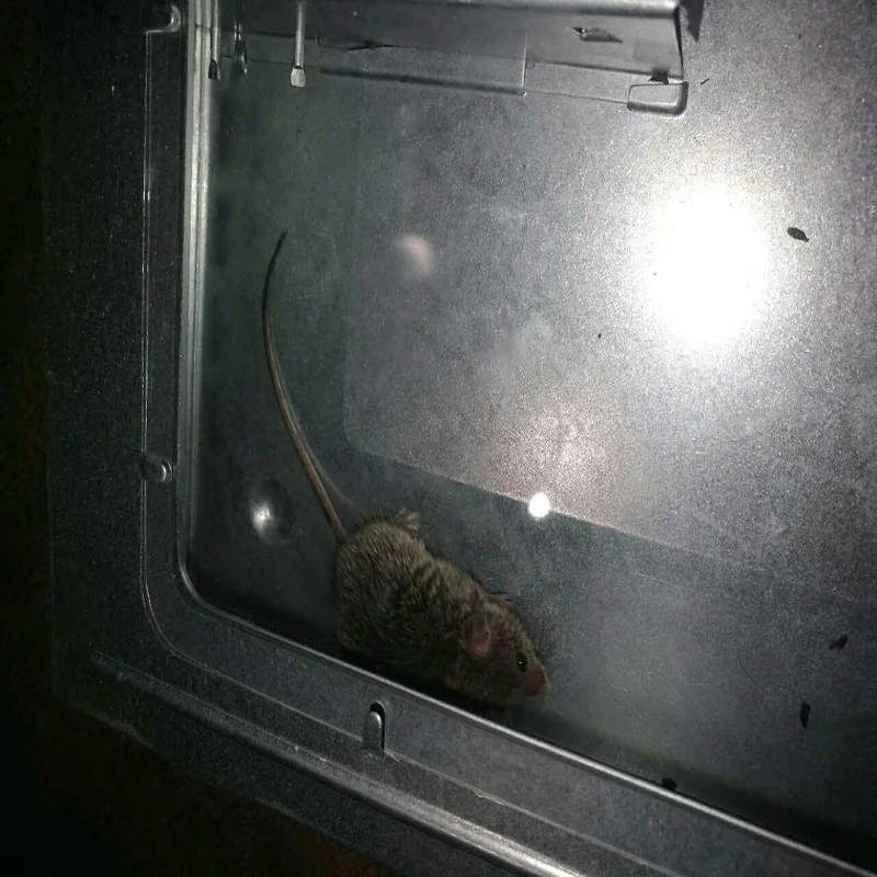Floor boot rat trap boxes mouse box/cage continuous mousetrp With Window Catch High Effect Rat Trap Catcher Large Mice cage | Дом и сад