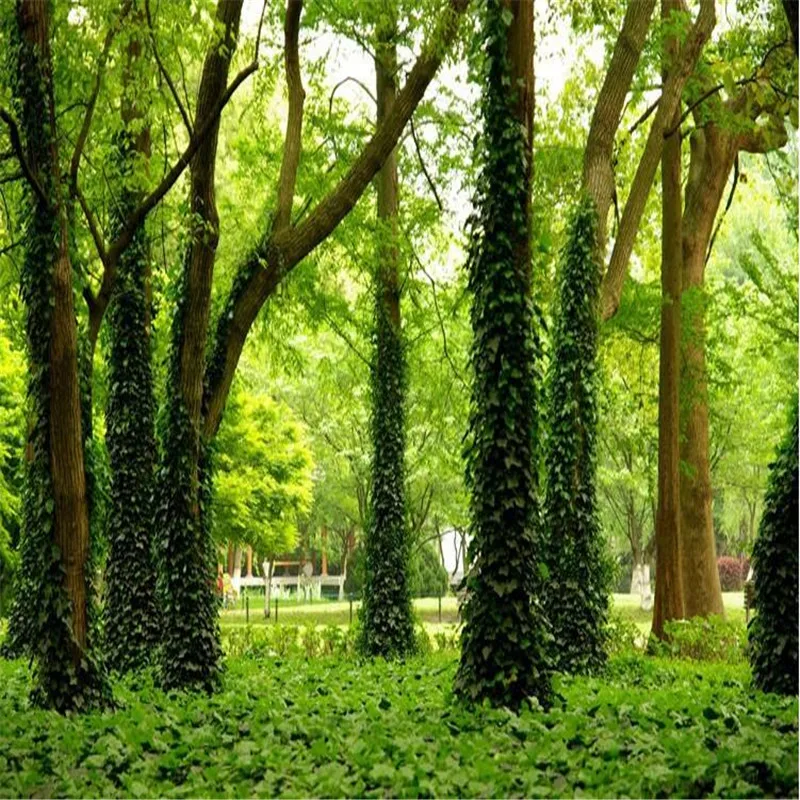Пользовательские фотообои wallpaper 3d роскошное качество HD парка травы ротанга juke