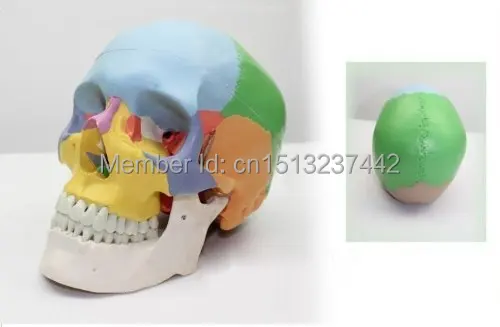Adult Skull Anatomical Anatomy Skeleton Medical Model & Colored Bones Life Size | Канцтовары для офиса и дома