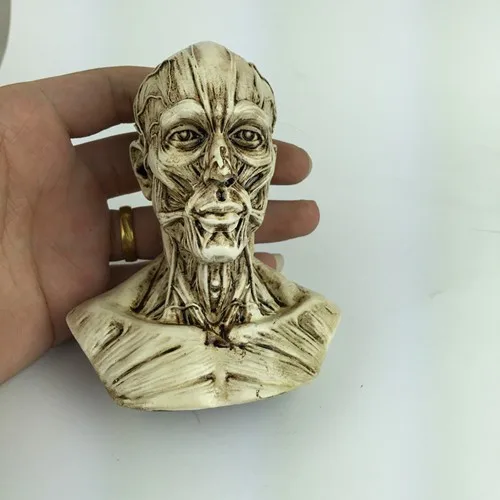 

free shipping Human muscle model carved ferrite still life painting art reference head bust skull model ornaments Landscaping