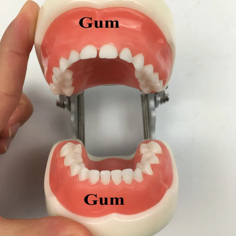 

1 set upper and lower gums for Child teeth