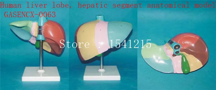 Генитальная анатомическая модель медицинская человеческая особая печень lobe