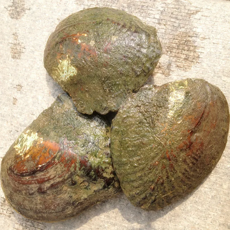 Natural Freshwater Big Monster Oysters Bulk 10pcs Vacuum Packed Beads Wish Pearl Oyster Shell ZB001 | Украшения и аксессуары