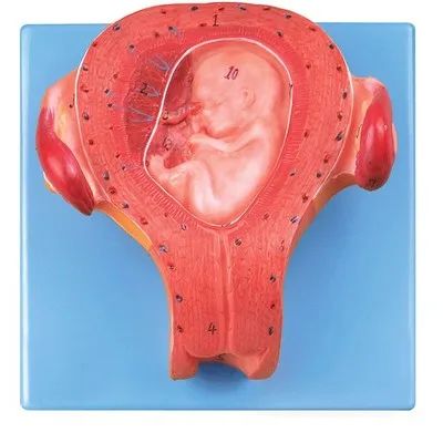 Three-month embryo model Medical teaching demonstration simulation model Embryonic development process model natural size