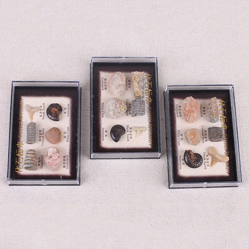 1 коробка природные морские ископаемые образцы океана животных растительного
