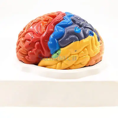 2 части функция человеческого мозга анатомия искусственная кора обучение|human brain