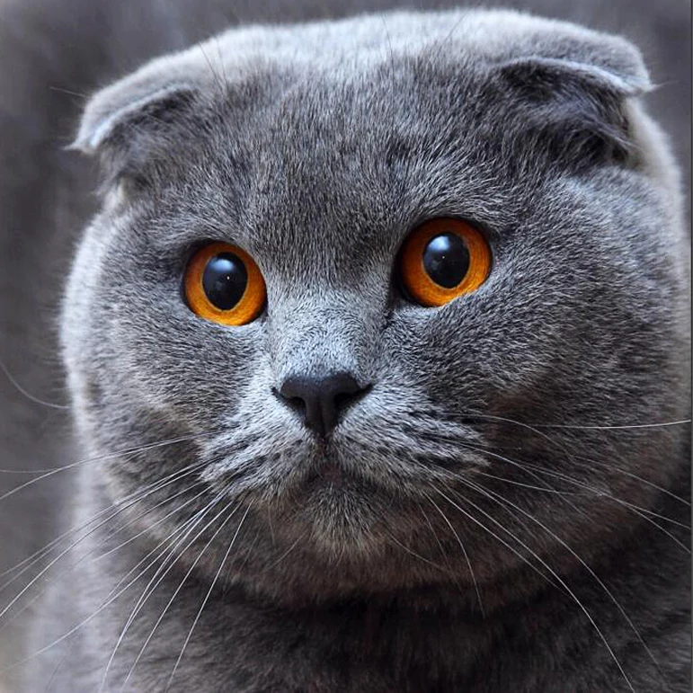 Cat 20x20 Алмазная живопись ZOOYA, животный пейзаж, мультфильм, алмазная вышивка, распродажа, полный набор икон, животные, квадратная дрель, для дома, BJ1958 - Цвет: Cat 20x20