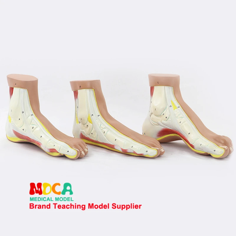 

Normal foot and ankle joint anatomical model medical teaching MJRJ002