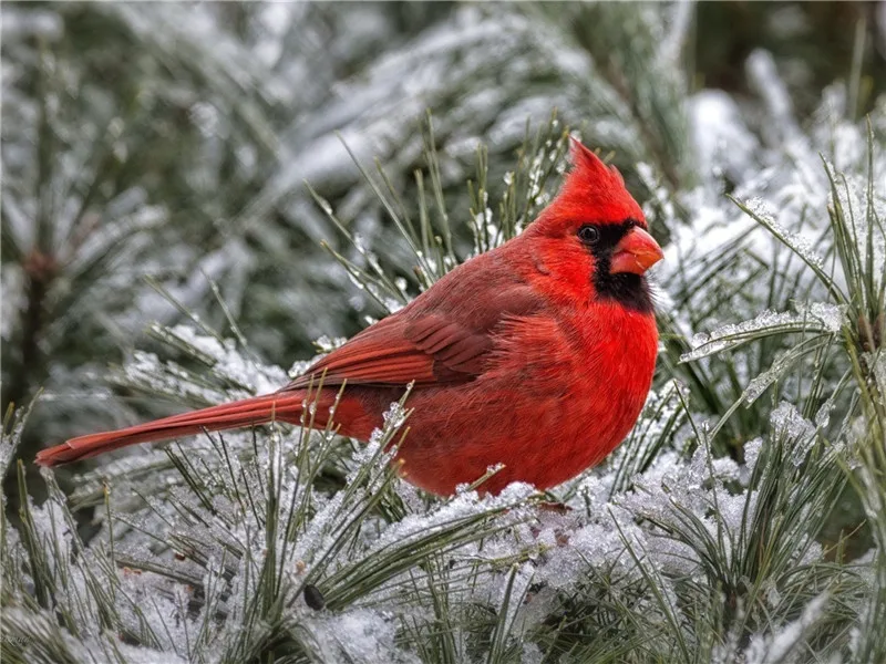 5D Diy Алмазная картина полное укроп квадратное животное североамериканские Cardinals