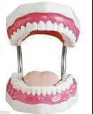 

Dental model Teach scientific exploration teeth Dental health care model free shipping