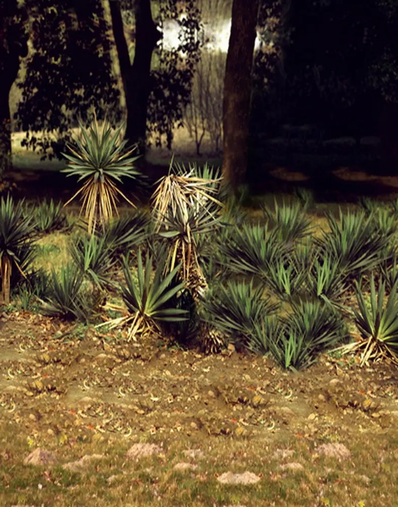 

150x210cm Photo Background Landscape Green Grass Tree Photography Backdrops Photo Props Studio Background 5x7ft
