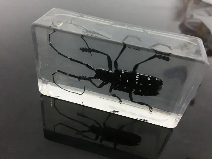 Настоящие длинные Рогатые жуки из смолы модные ювелирные изделия Taxidermy|jewelry free