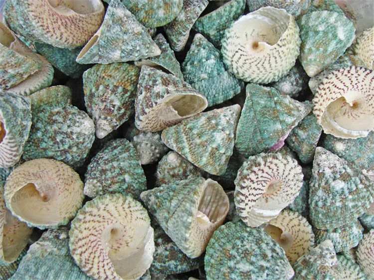 

10Pcs/Lot 3-5Cm Green Tower Screw Turritella Natural Conch Ornaments Aquarium Fish Tank Home Decorative Shell Wedding Decoration