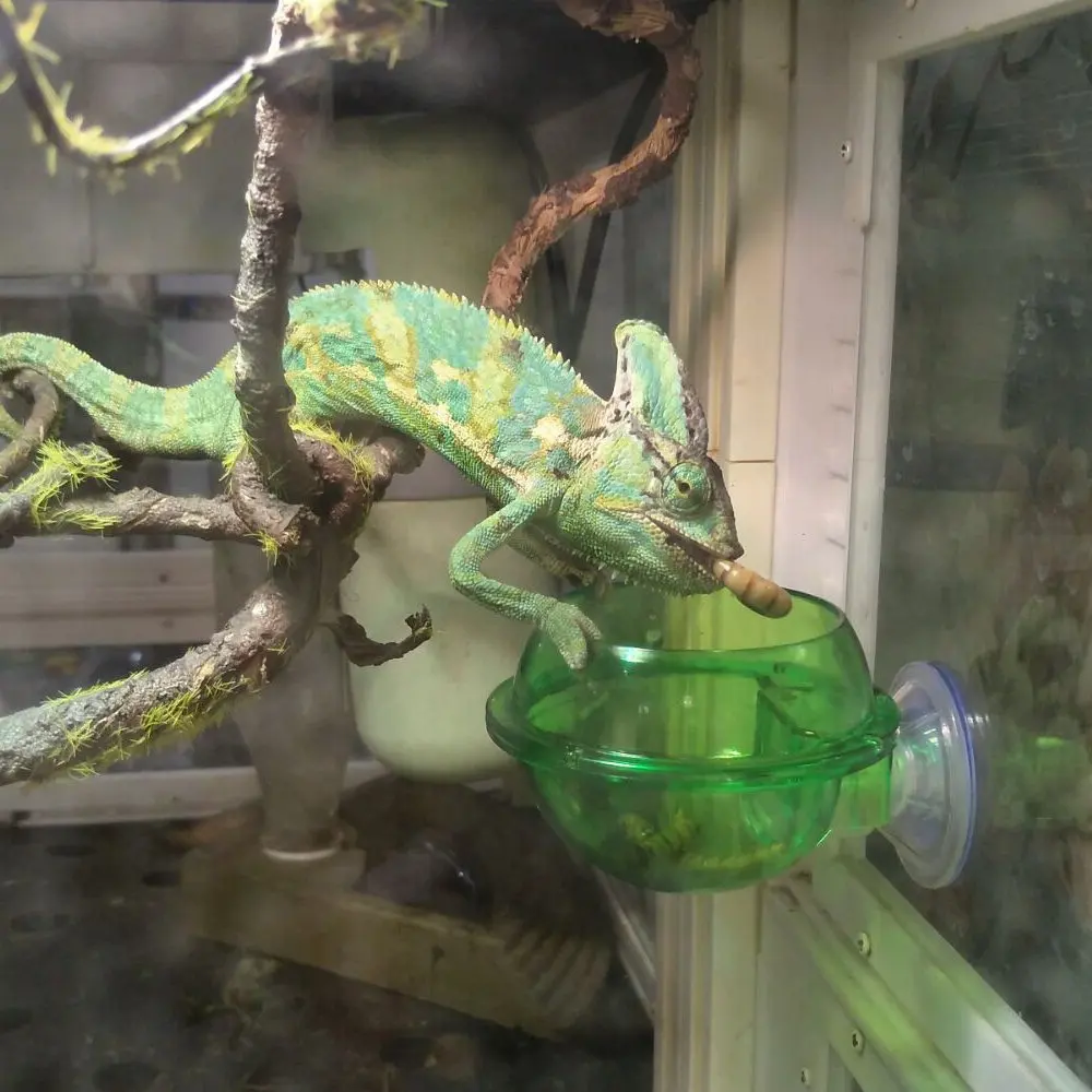Всасывающая кормушка чашка EONMIR аксессуары для рептилий Gecko хамелеон|Корма питьё