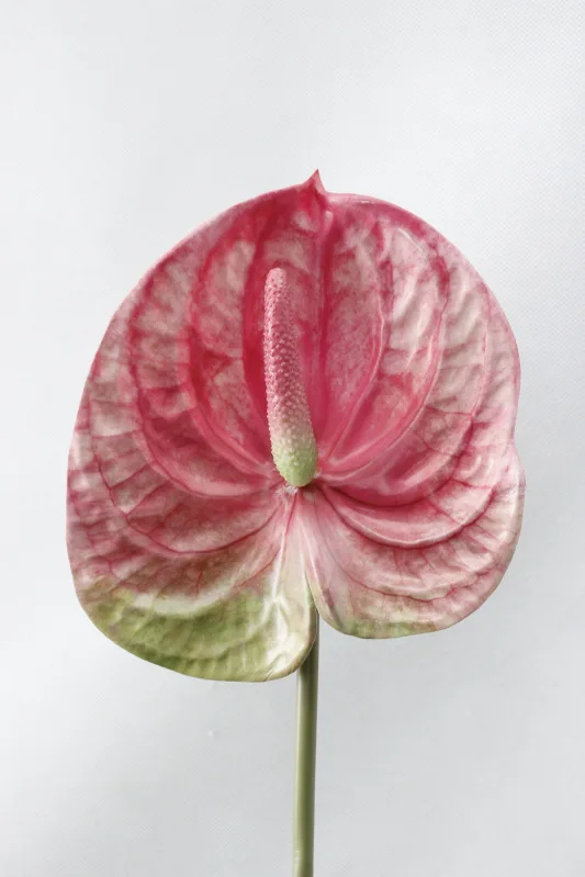rose red 3D смешанные цвета антуриум комнатное искусственное растение для свадебной вечеринки Декоративные искусственные цветы домашний декор - Цвет: rose red