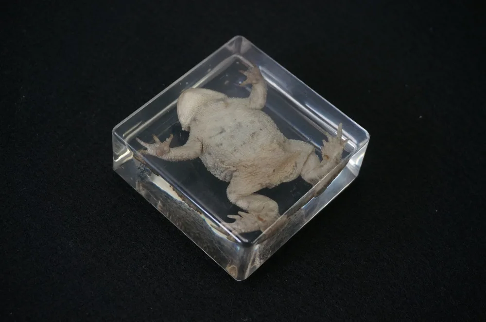 Настоящие образцы жабы в прозрачном блоке обучающий инструмент|specimen| |