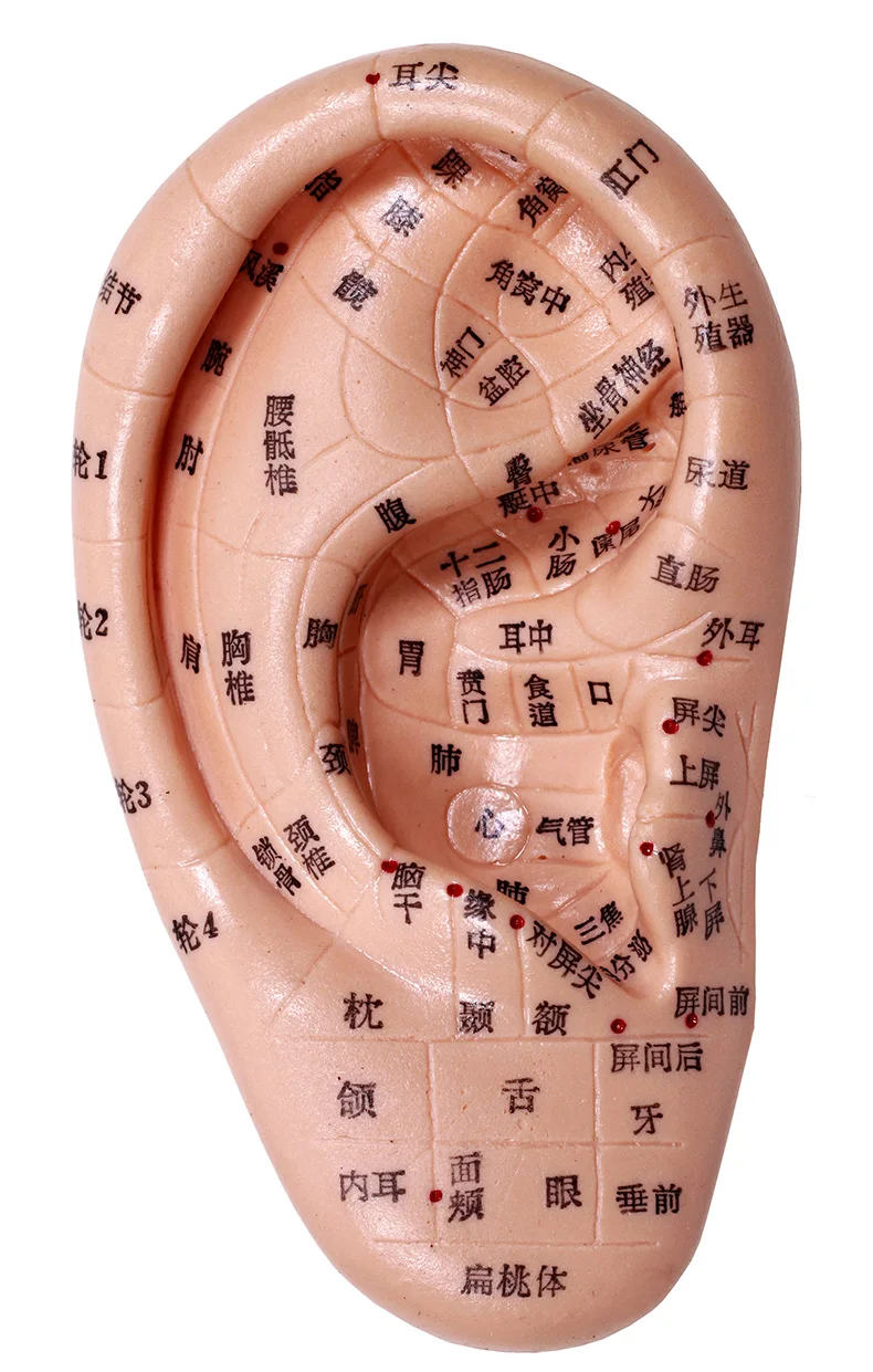 12 см Меридиан ушной массаж Акупунктура модель уха отражение области модели