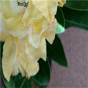 Prodgf комплект из 5 предметов