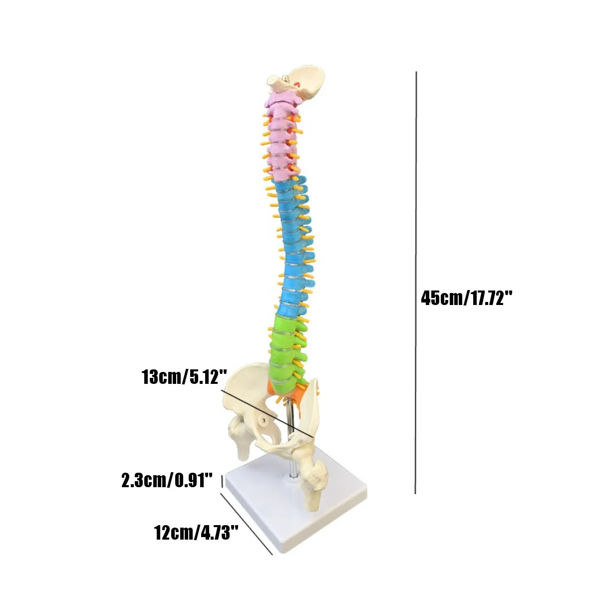 45 см с тазовой анатомической анатомией позвоночника медицинская модель