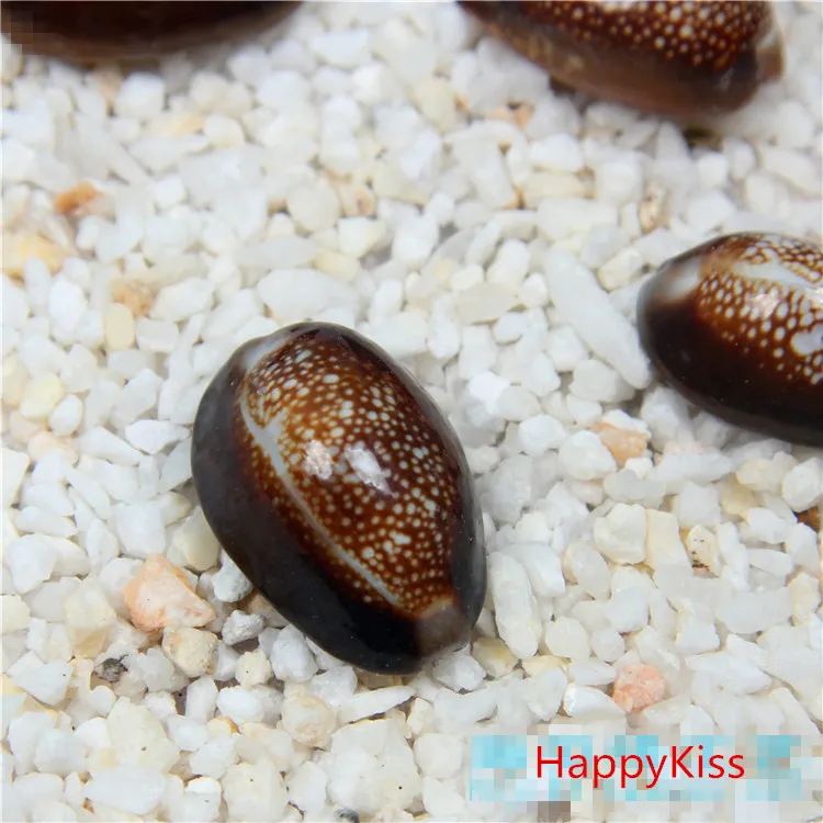 HappyKiss 50 шт./лот, натуральные ракушки, рукоделие, для приклеивания, для свадебной вечеринки, черные раковины, большие естественные ракушки, 2-3 см, украшение для дома - Цвет: picture