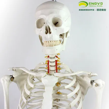 Модель скелетного образца человеческой кости | Канцтовары для офиса и дома