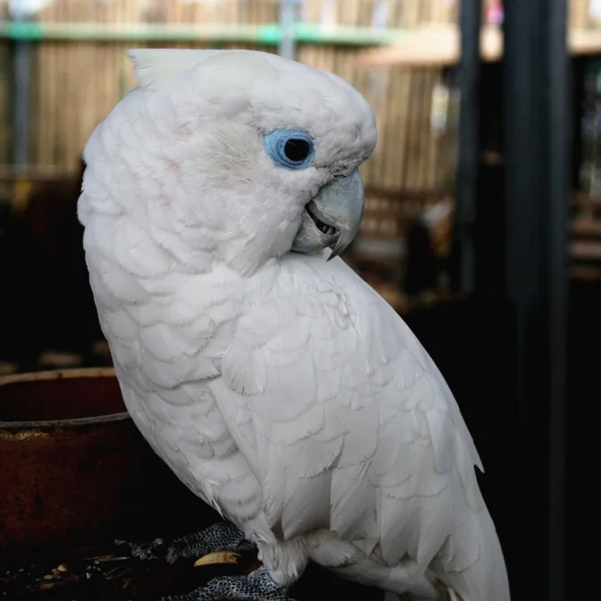 Ducorps Cockatoo Gingerain одежда с птицами попугай подгузник коричневый пуленепробиваемый жилет ручной работы на заказ птичий подгузник коричневый пуленепробиваемый жилет - Цвет: Ducorps Cockatoo