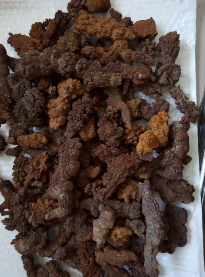 Оптовая цена! 2 2lb большой COPROLITE fossized динозавр Poop образец Fossi|fossi| |