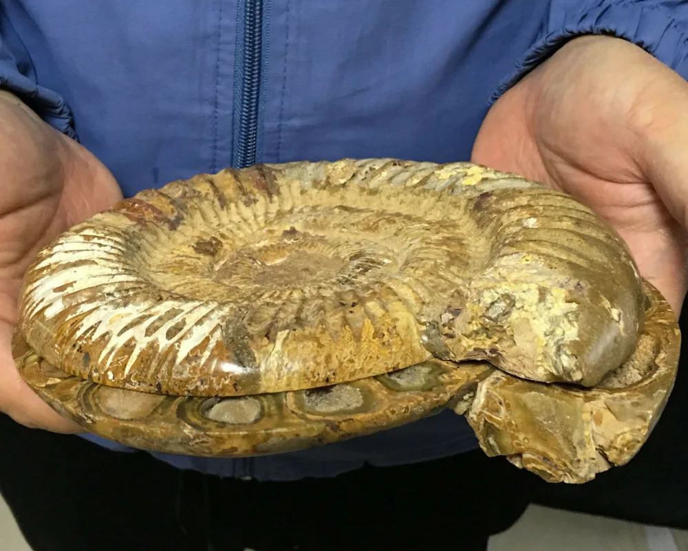 1500g AA + Madagascar Редкие разделенные ископаемые образцы раковины из аммонита целебные
