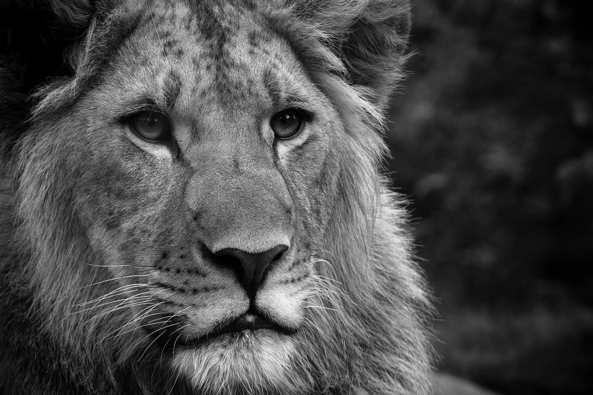 black and white photo of lion PDW322 canvas fabric poster custom print wall decor room home decoration (frame available) | Дом и сад