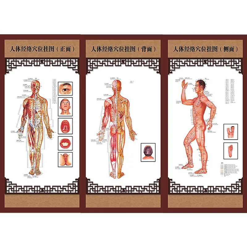 3 шт./компл. Wallmap Ear Map Ustration Of Points Male Body меридианы и ACU Chart|ear acupuncture|acupuncture mapacupuncture ear |