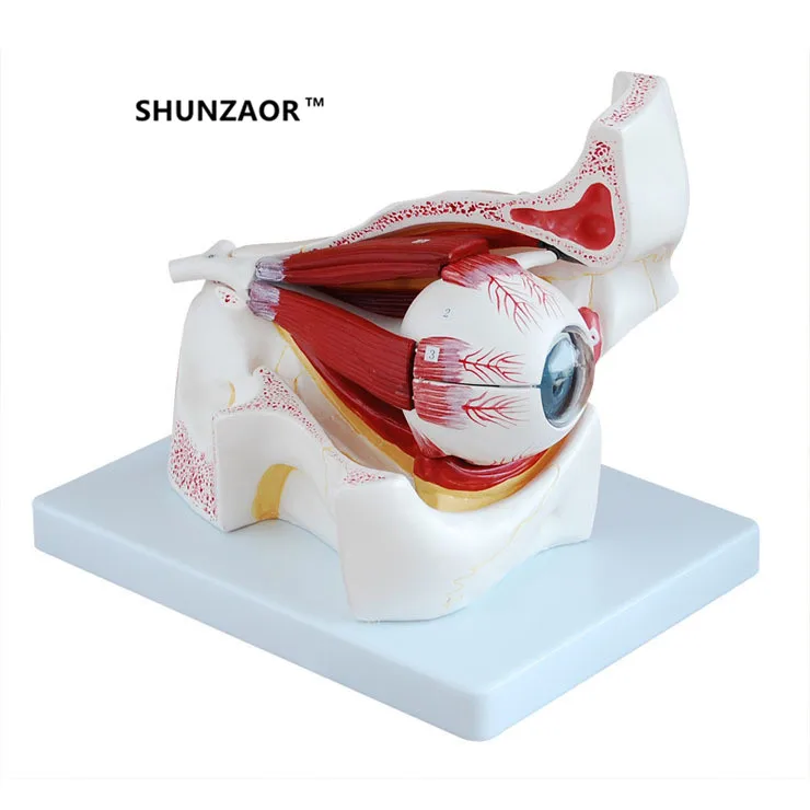 Орбитальная модель для увеличения глаз в 3 раза 10 деталей анатомическая очков