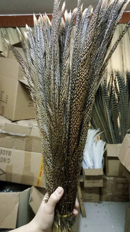 

Wholesale perfect 100pcs high quality Original natural Golden pheasant Feather 24-28inch/60-70cm Decorative diy