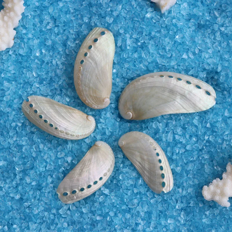 Бесплатная доставка (10 шт./лот) ракушка Ослика натуральная и украшение для дома