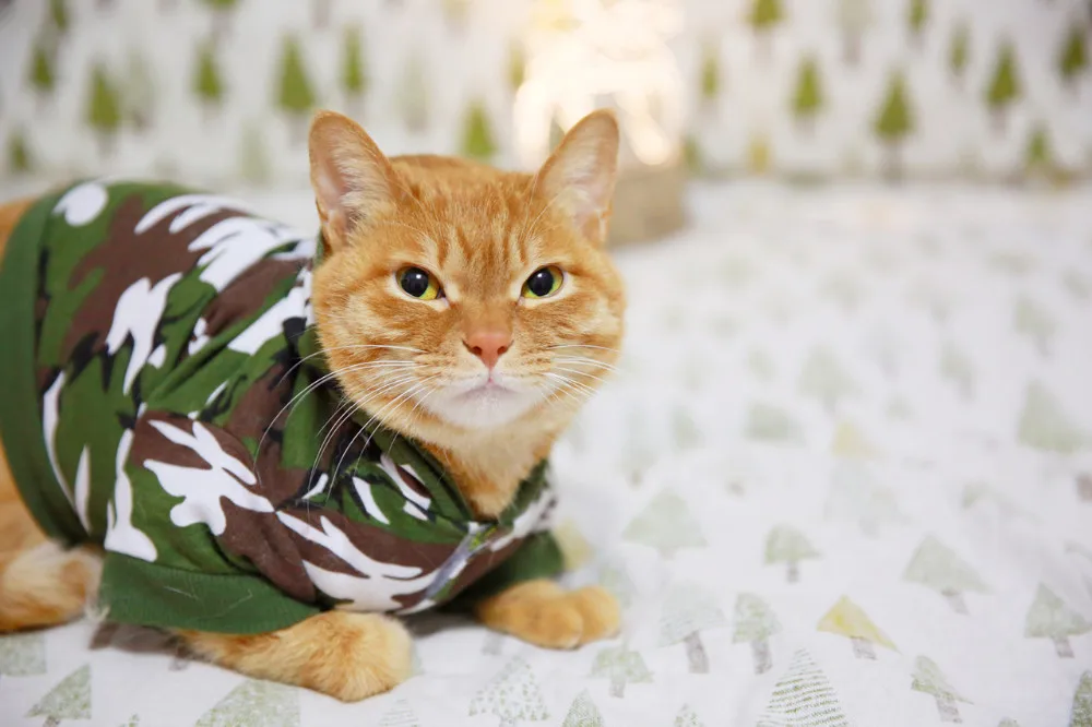 Новые модные камуфляжные костюмы для кошек, одежда, армейский зеленый розовый жилет, Одежда для питомцев, товары для собак, кошек, весна-осень
