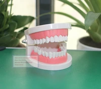 oral cavity modeloral care modeloral teaching modeltooth model