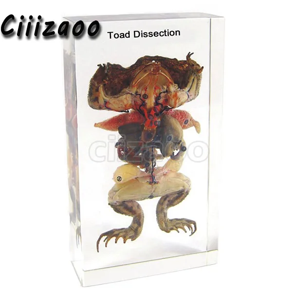 Toad Dissection образец животного пресс-папье Taxidermy Коллекция Встроенный в ясный Lucite блок встраивания образец