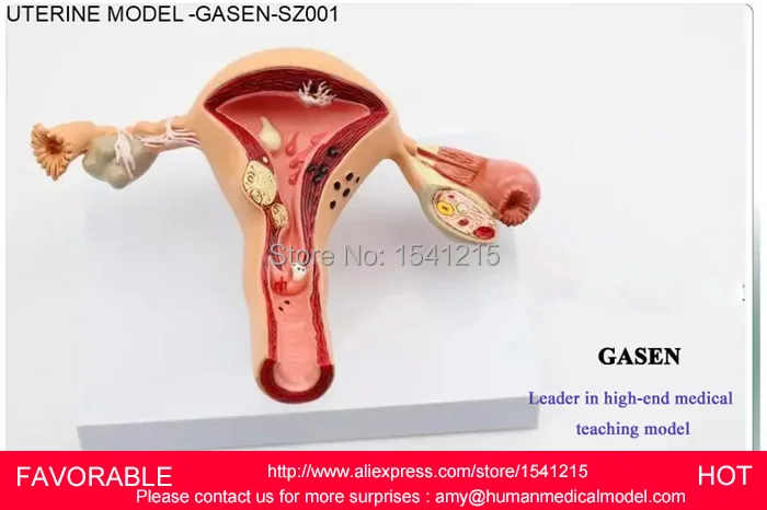 Женская репродуктивная система утробная яичная Вагина Отдел репродуктивной