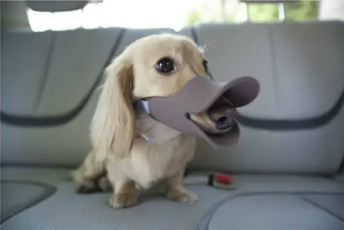 3108 # оптовая продажа товары для домашних животных собак силиконовая маска утка